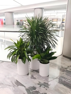 海曙盆景出租哪家好><div class=